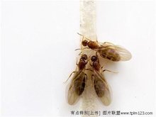黑胸散白蚁