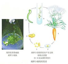 植物体细胞杂交的育种原理是什么_植物体细胞杂交(3)