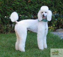 家养巨贵宝宝接受预订啦，坐标苏州