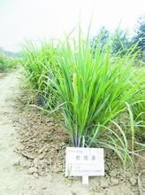 荻苇草