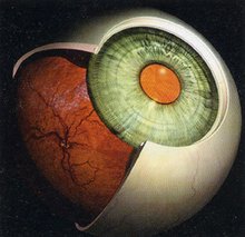 眼科学