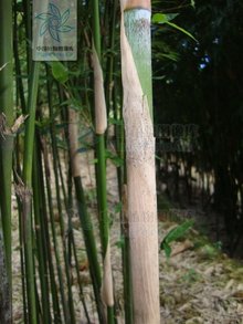 石角竹