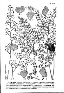 来源：中国植物志原版墨线图