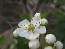 山楂花