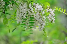 槐花 槐花
