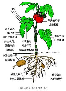 t01d50690f8338c4758.jpg