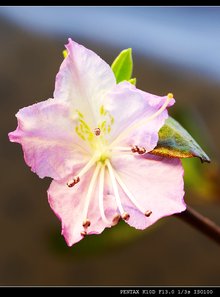 金达莱花dj简谱_金达莱花盛开简谱(2)