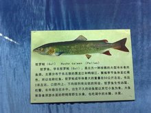 哲罗鲑鱼