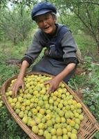 诏安青梅果农
