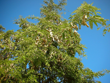 酸角树