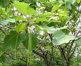 梓 - 紫葳科植物  免费编辑   修改义项名
