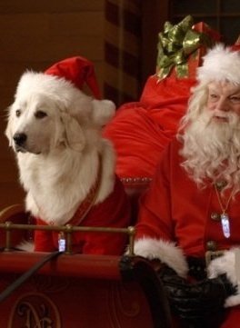 《全面搜寻圣诞狗狗》