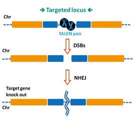 同源重组  免费编辑   添加义项名