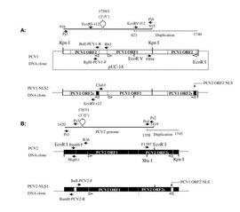 GDP生物GTP(2)