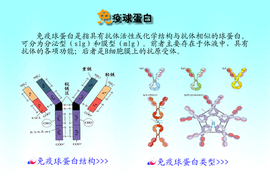免疫球蛋白e t0121154cad9a70a5e8.png?size=640x430