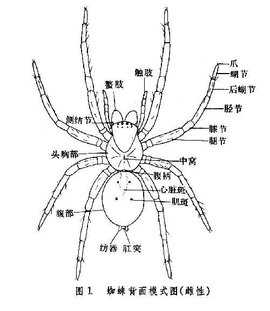 蜘蛛匍匐是什么