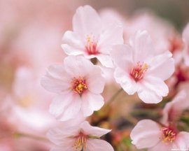 桃花开的真好看猜成语_桃花开了图片(2)