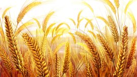 麦子 - 农业作物  免费编辑   修改义项名