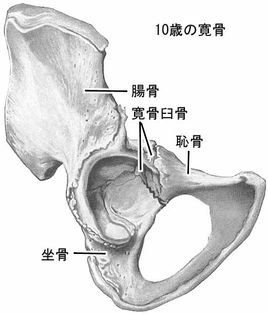 坐骨  免费编酸财简黄女基月责问打觉辑   添加义项名