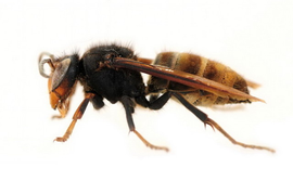 蜜蜂蛰了怎么办呢 t015a7956d8023f3145.png?size=640x423