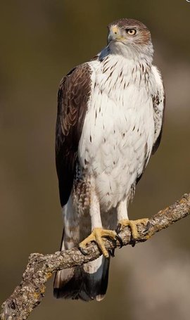 t016254226300e6bddd.jpg?size=436x735