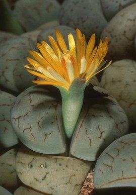 27 x 9 and 360ç¾ç§ çç³è± 27 x 9 and 360ç¾ç§ çç³è±