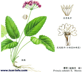 樱草根 - 第1张 | 中药养生知识-中草药的功效与作用 樱草根 - 第1张 | 中药养生知识-中草药的功效与作用