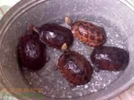 石龟养殖业的发展现状与前景展望