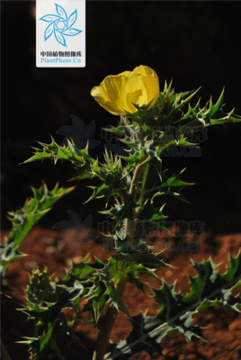 蓟罂粟根 - 第1张 | 中药养生知识-中草药的功效与作用 蓟罂粟根 - 第1张 | 中药养生知识-中草药的功效与作用