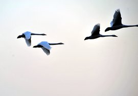 南飞的大雁简谱_远飞的大雁