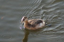 小ドルスス Drusus Julius Caesar JapaneseClass.jp