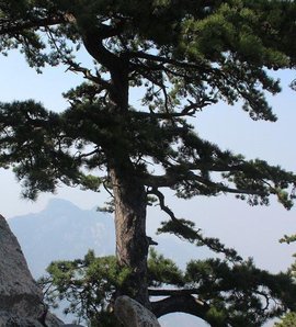 翼年代记大结局