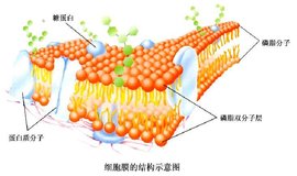 生物膜_360百科