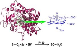 细胞色素P450_360百科