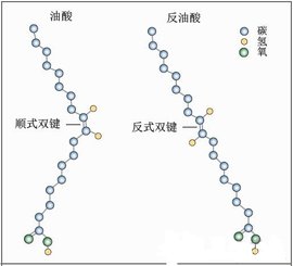 如何代谢掉反式脂肪酸 t01cdeec955bcdc84b2.jpg?size=514x467