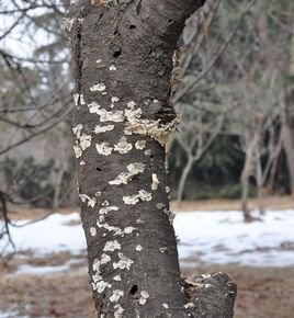 分解者  免费编辑   添加义项名