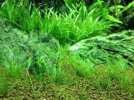 水草 - 莎草目来自莎草科植物  免费编辑   修改义项名