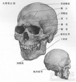 眉骨_360百科