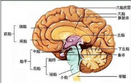 t01f6d0c855860026c2.png?size=271x173