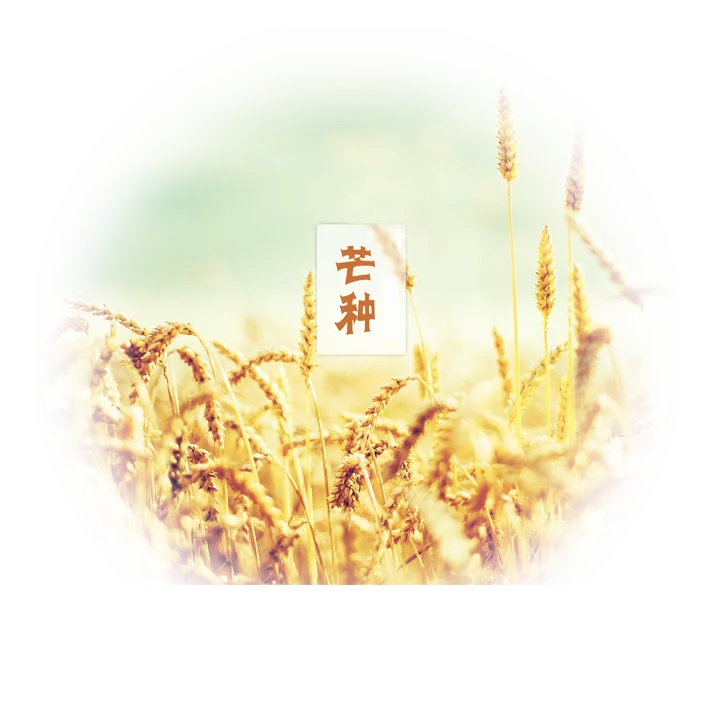 今日是芒种是二十四节气中的第9个节气 - 东方.旭(青岛) - 东方.旭在青岛的博客 芒种
