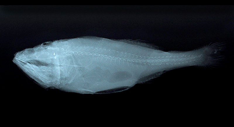 红刺须彷鲸动物