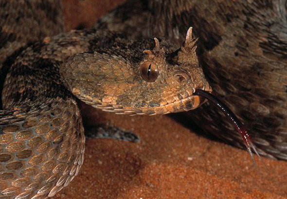 红咝蝰其他生物相关