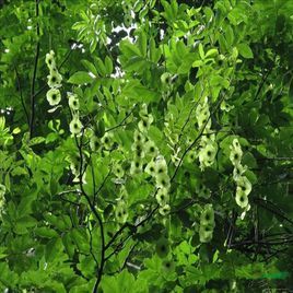 金钱柳(植物)_技点知识_技点网(植物)