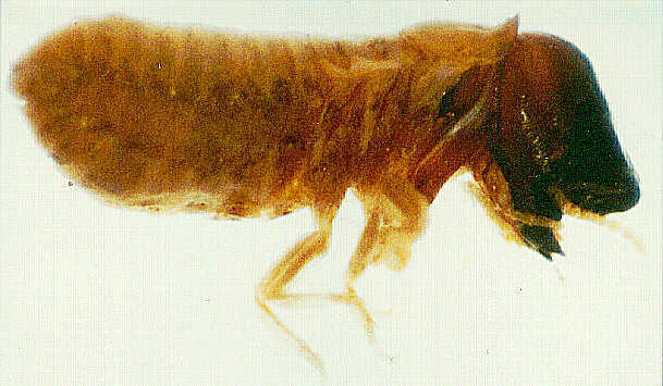 截头堆砂白蚁 (动物)