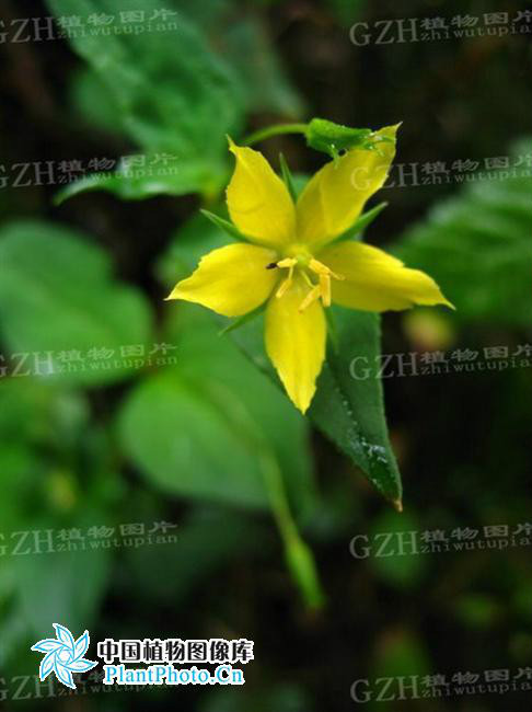 细梗香草(植物)