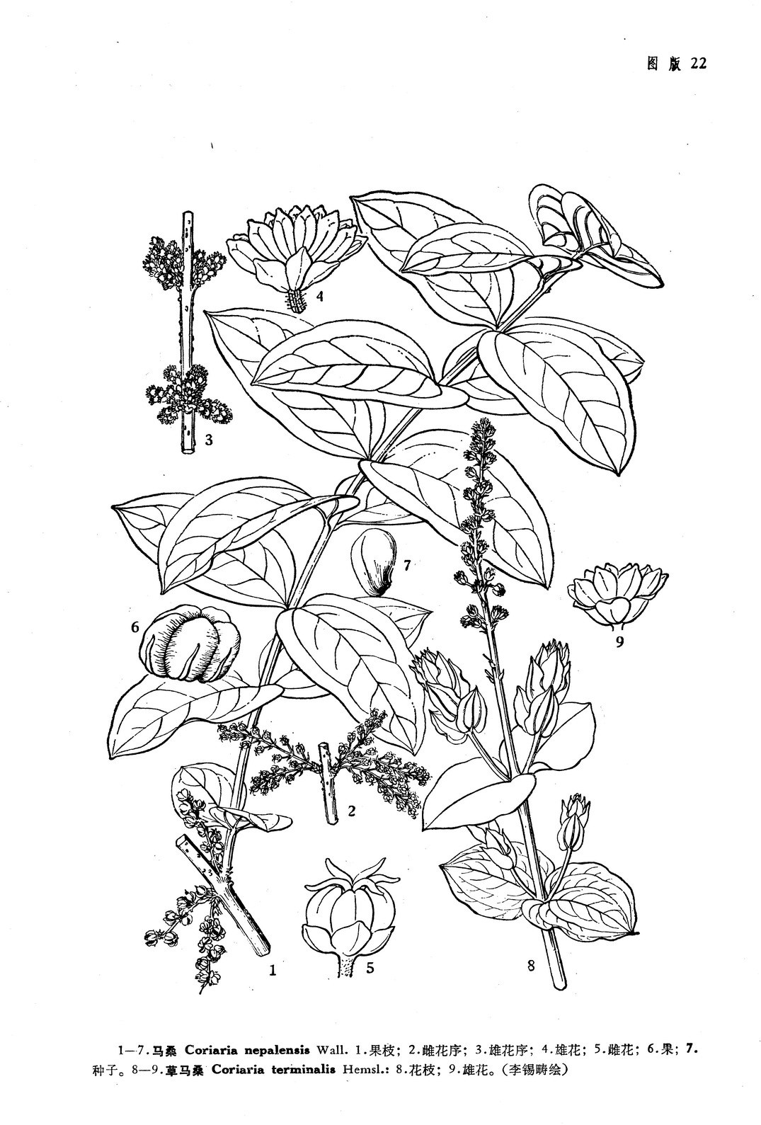 马桑-药用植物花谱-图片