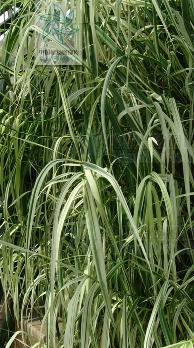 錐穗鈍葉草 (植物)