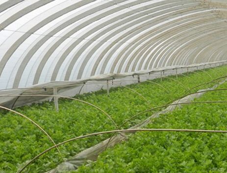 塑料大棚(农学)