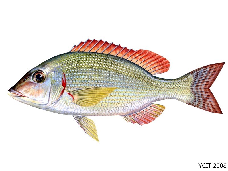 星斑裸颊鲷动物