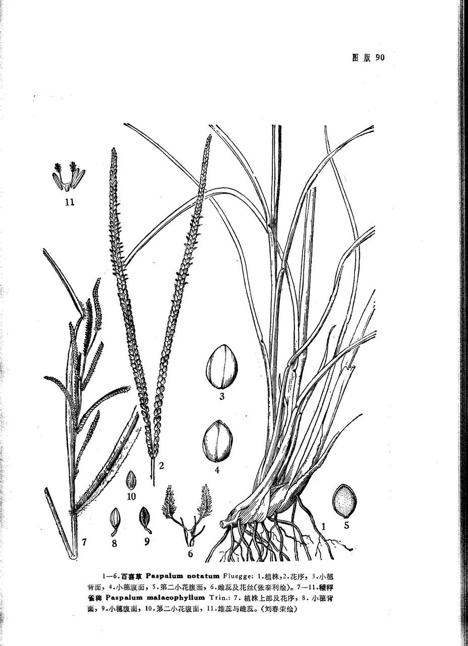 百喜草(植物)百喜草(学名:paspalum notatum flugge)是禾本科,雀稗属